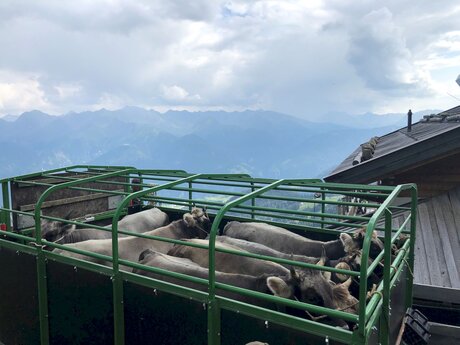 Almauftrieb mit Hänger und Auto Kühe vom Belezzahof in Serfaus-Fiss-Ladis in Tirol | © Gabriel Netzer