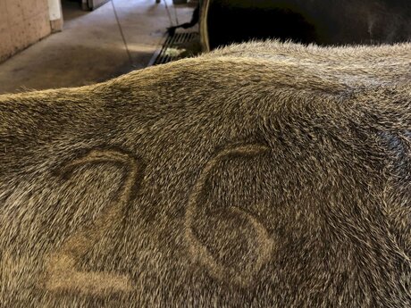 Kuh bekommt eine Nummer bevor es auf die Alm getrieben wird Bauern in Serfaus-Fiss-Ladis in Tirol | © Thomas Kirschner