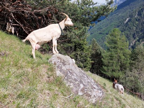 Ziege auf einer steilen Bergwiese Tiere in den Alpen Blogbeitrag Serfaus-Fiss-Ladis in Tirol | © Serfaus-Fiss-Ladis Marketing GmbH