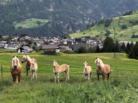 Haflinger auf Sommerfrische mit Dorf Fiss im Hintergrund Blogbeitrag Landwirtschaft in Serfaus-Fiss-Ladis | © Thomas Kirschner