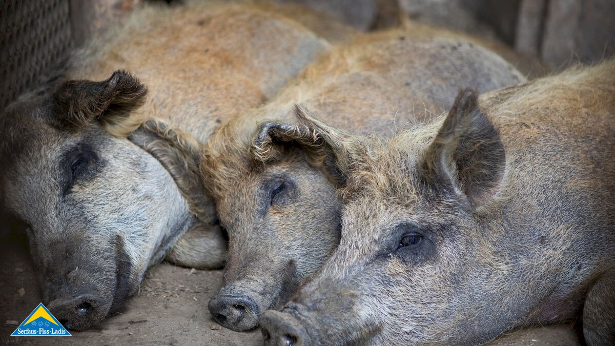 Drei Schweine schlafend mit Kopf am Boden Sommerfrische der Stalltiere in den Bergen von Serfaus-Fiss-Ladis in Tirol | © Serfaus-Fiss-Ladis Marketing GmbH | Andreas Kirschner