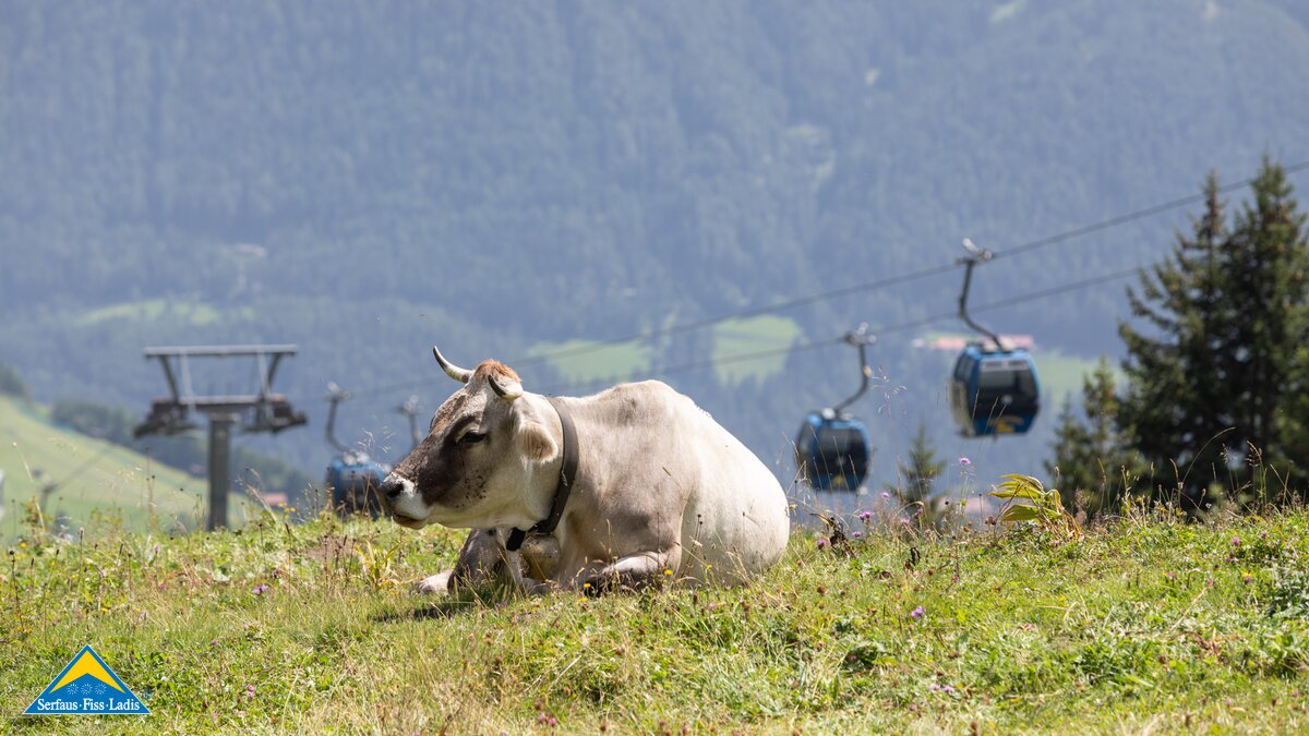 Kuh liegend auf einer Wiese Bergbahn im Hintergrund Familienregion Serfaus-Fiss-Ladis in Tirol | © Serfaus-Fiss-Ladis Marketing GmbH | Andreas Kirschner