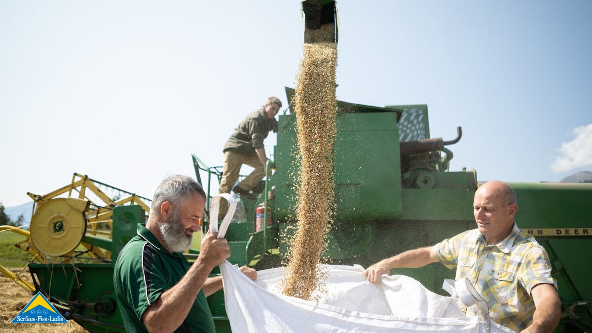 Getreideernte Fisser Imperial Gerste Urkorn Feld in Fiss am Hochplateau Serfaus-Fiss-Ladis in Tirol | © Serfaus-Fiss-Ladis Marketing GmbH | Andreas Kirschner
