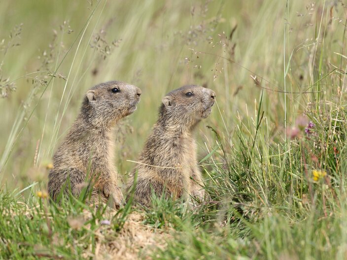 In Serfaus-Fiss-Ladis sind viele Murmeltiere heimisch | © Serfaus-Fiss-Ladis Marketing GmbH | Andreas Kirschner