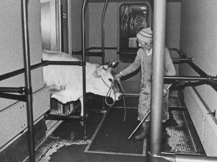 Eine Kuh wird vom Bauer in die U-Bahn Serfaus gezogen | © Gemeinde Serfaus