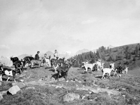 Alte Fotografie Ziegenhaltung in Serfaus-Fiss-Ladis in Tirol | © Serfaus-Fiss-Ladis Marketing GmbH