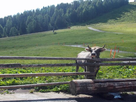 Eine Kuh auf der Komperdell Alpe in Serfaus | © Serfaus Fiss Ladis
