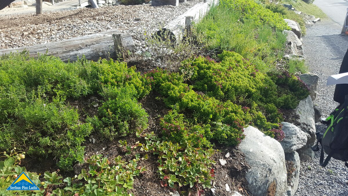 Der hauseigene Kräutergarten beim Leithe Wirt in Serfaus in Tirol | © Serfaus Fiss Ladis
