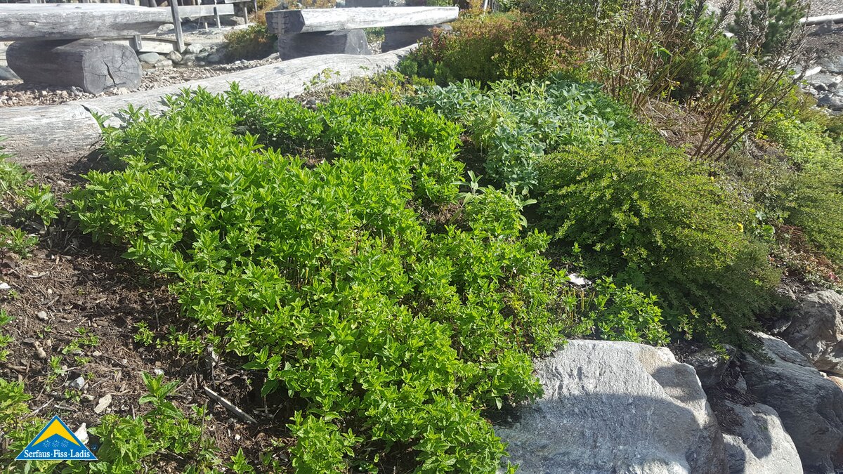 Der Kräutergarten vor dem Leithe Wirt in Serfaus Fiss Ladis in Tirol | © Serfaus Fiss Ladis