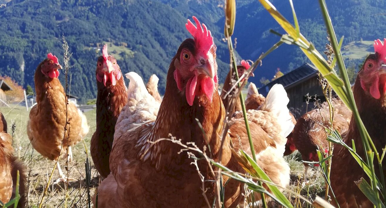 Regionalität Tourismusregion Serfaus-Fiss-Ladis in Tirol Bauern Verkauf landwirtschaftlicher Produkte Fisser Goggala Blog | © Fisser Goggala