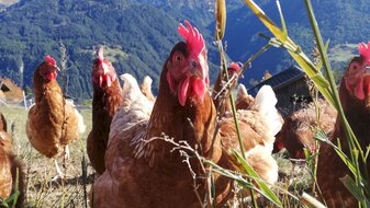 Regionalität Tourismusregion Serfaus-Fiss-Ladis in Tirol Bauern Verkauf landwirtschaftlicher Produkte Fisser Goggala Blog | © Fisser Goggala