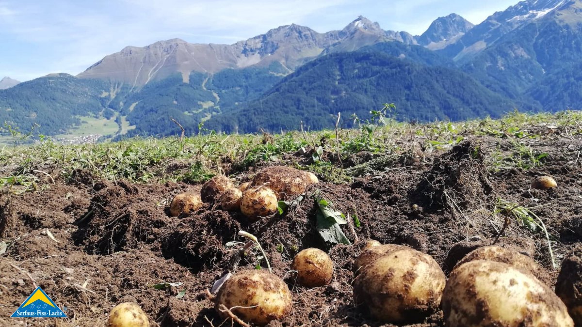 Verkauf Kartoffel Erdäpfel Familienregion Serfaus-Fiss-Ladis lokale Produkte Hofladen Familie Plangger Fisser Goggala | © Fisser Goggala