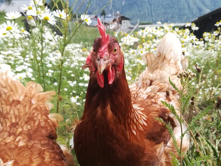 Florian und Gloria Plangger Verkauf Eier Karoffeln Eierlikör Honig heimische Produkte Hofladen Familienregion Serfaus-Fiss-Ladis Tirol | © Fisser Goggala