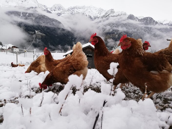 Auslauf Hühner aus Fiss Fisser Goggala sind Eier aus Fiss Familie Plangger Familienregion Serfaus-Fiss-Ladis in Tirol | © Fisser Goggala