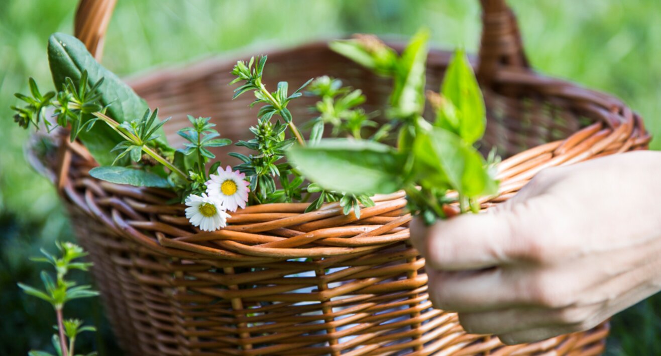 Sammeln von Kräutern und Blumen in Serfaus Fiss Ladis in Tirol in Österreich | © Socialweb