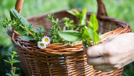 Sammeln von Kräutern und Blumen in Serfaus Fiss Ladis in Tirol in Österreich | © Socialweb