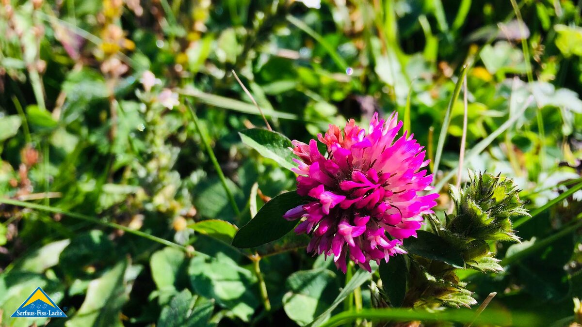 Rotklee aus Serfaus Fiss Ladis Tirol | © Serfaus-Fiss-Ladis