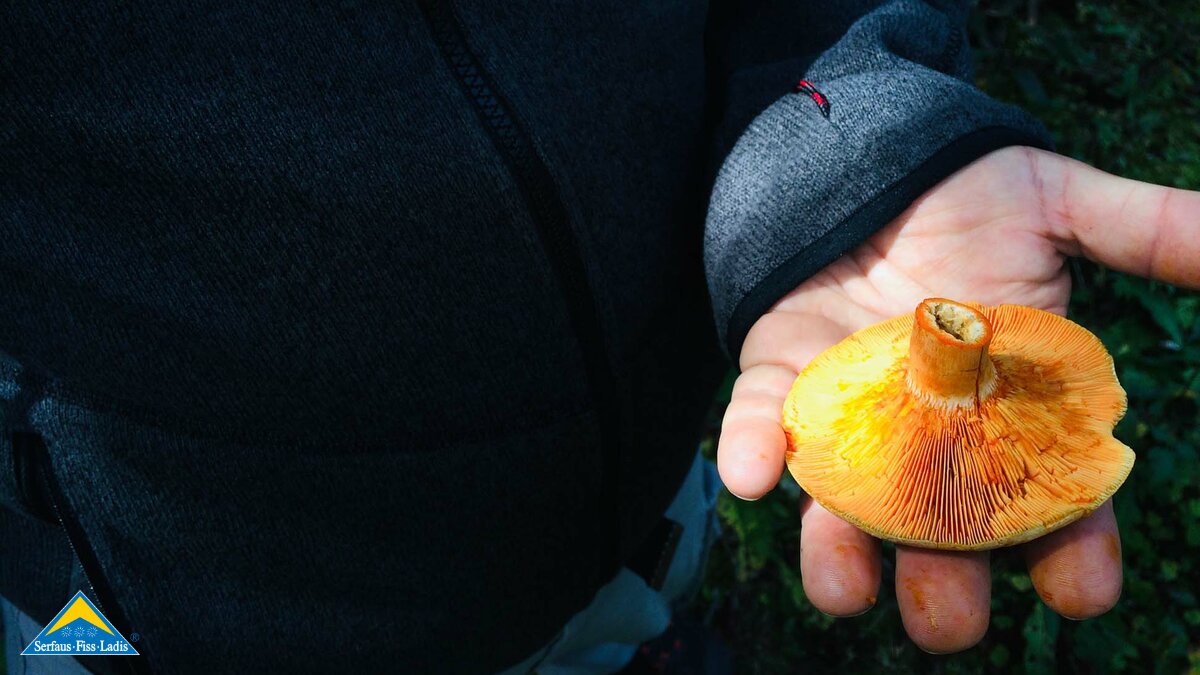 Der Reizker ist ein Speisepilz und wächst in Serfaus Fiss Ladis in Tirol | © Serfaus-Fiss-Ladis
