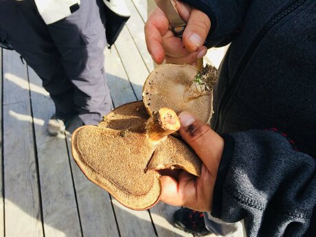 Pilzkunde mit Küchenchef Mike aus dem Leithe Wirt in Serfaus Fiss Ladis in Tirol | © Serfaus-Fiss-Ladis