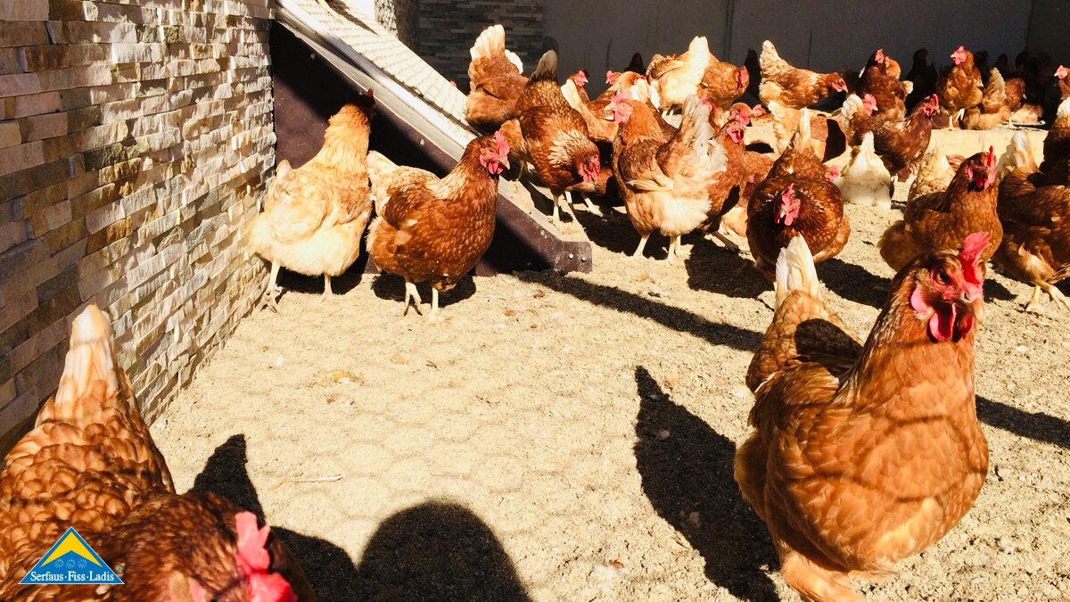 Von den Eiern der Fisser Freilandhühner werden die Fisser Goggala in biologischem Anbau in Fiss in Tirol produziert | © Serfaus-Fiss-Ladis