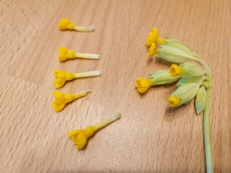 Das Rezept für Löwenzahnsirup aus der Familienregion Serfaus-Fiss-Ladis in Tirol kannst du mit Himmelschlüsselblumen verfeinern | © Serfaus-Fiss-Ladis