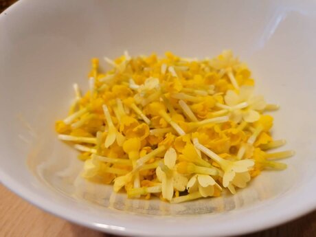 Einfaches Rezept für Löwenzahnsirup aus der österreichischen Familienregion Serfaus-Fiss-Ladis in Tirol kannst du mit Himmelschlüsselblumen verfeinern | © Serfaus-Fiss-Ladis