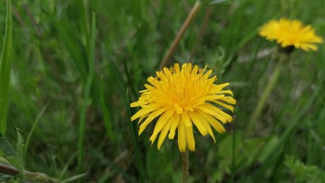Das Rezept für Löwenzahnsirup aus der österreichischen Familienregion Serfaus-Fiss-Ladis in Tirol ist die perfekte Alternative zu Bienenhonig | © Serfaus-Fiss-Ladis