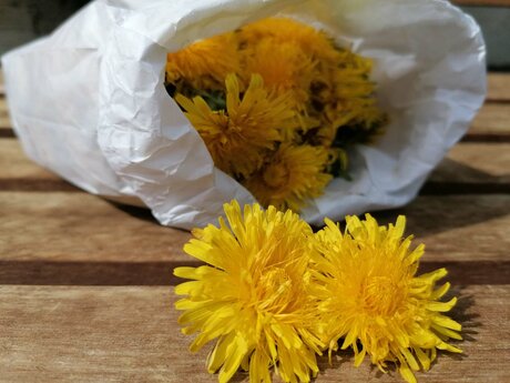 Auch auf den Wiesen der Tiroler Urlaubsregion Serfaus-Fiss-Ladis in Österreich blüht der Löwenzahn in großer Zahl und kann zu Löwenzahnsirup verarbeitet werden | © Serfaus-Fiss-Ladis