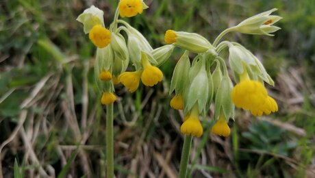 Das Rezept für Löwenzahnsirup aus der familienfreundlischen Urlaubsregion Serfaus-Fiss-Ladis in Tirol kannst du mit Himmelschlüsselblumen verfeinern | © Serfaus-Fiss-Ladis
