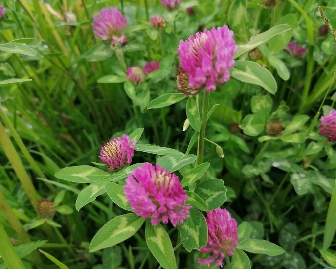 Rotklees wächst auch auf den Alpenwiesen der Tiroler Familienregion Serfaus-Fiss-Ladis in Österreich | © Serfaus-Fiss-Ladis