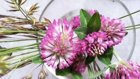 Bergwasser mit Rotkleesirup schmeckt auch in den Bergen der Tiroler Familienregion Serfaus-Fiss-Ladis sehr lecker | © Serfaus-Fiss-Ladis