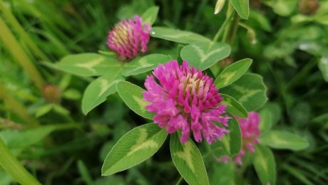 Der Rotklee wächst auch in der Familienregion Serfaus-Fiss-Ladis in Tirol | © Serfaus-Fiss-Ladis Marketing GmbH 