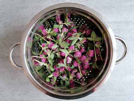 Rotklee wächst auch in den Bergen der Familienregion Serfaus-Fiss-Ladis in Tirol und kann zu Sirup verarbeitet werden | © Serfaus-Fiss-Ladis