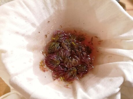 Rotklee wächst auch in der Tiroler Familienregion Serfaus-Fiss-Ladis. Rotkleesirip lässt sich mit frischem Bergquellwasser mischen | © Serfaus-Fiss-Ladis