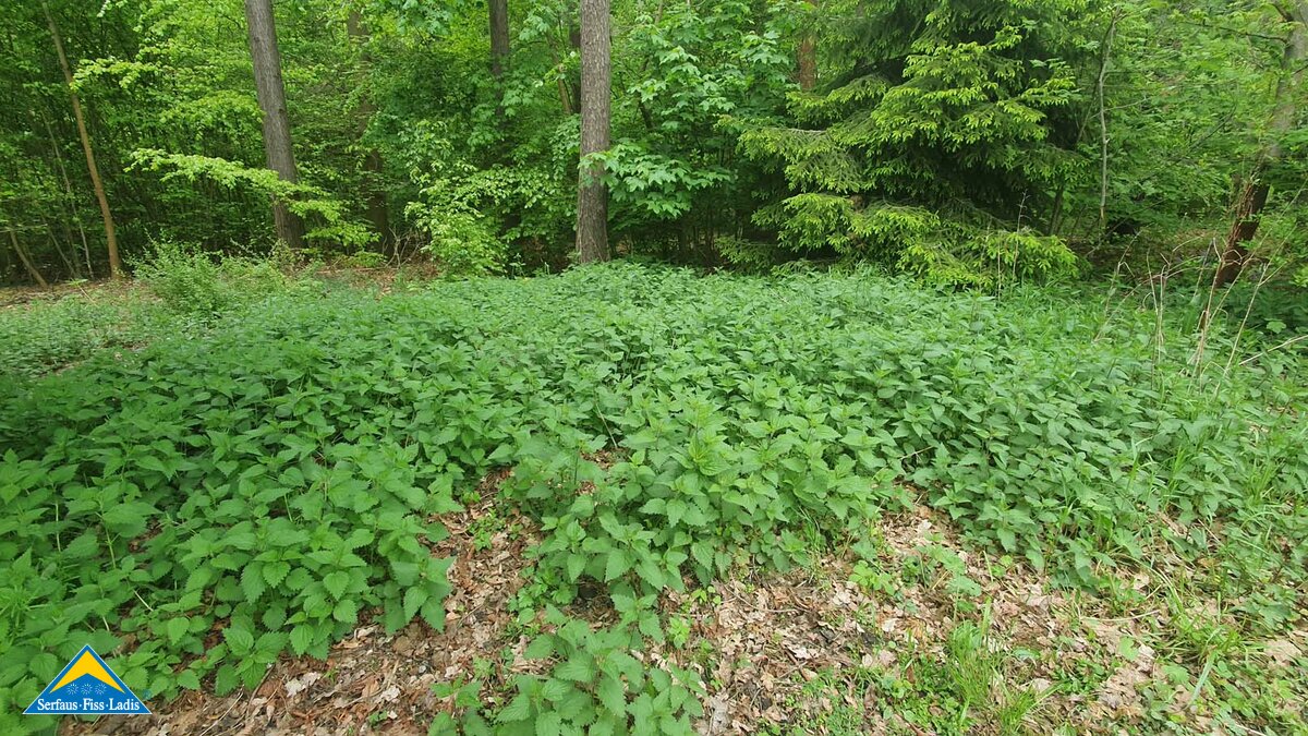 Brennnessel wachsen auch in der Tiroler Familienregion Serfaus-Fiss-Ladis und können zu Brennnesselknödel verarbeitet werden | © Serfaus-Fiss-Ladis