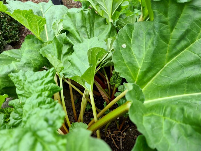 Rezepttipp Kuchen mit Rhabarber Blog Familienregion Serfaus-Fiss-Ladis Tirol | © Serfaus-Fiss-Ladis Marketing GmbH