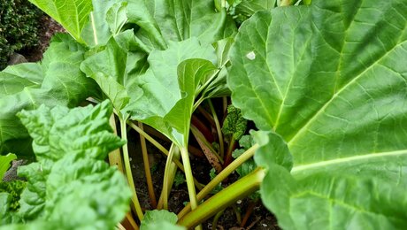 Rezepttipp Kuchen mit Rhabarber Blog Familienregion Serfaus-Fiss-Ladis Tirol | © Serfaus-Fiss-Ladis Marketing GmbH