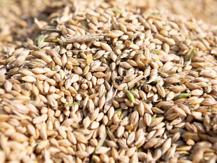 Getreidekörner hoher Eiweißgehalt Urkorn aus Fiss Fisser Imperial Gerste Famlienregion Serfaus-Fiss-Ladis in Tirol | © Serfaus-Fiss-Ladis Marketing GmbH | Andreas Kirschner