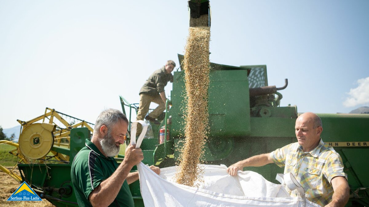 Getreideernte Fisser Imperial Gerste Urkorn Feld in Fiss am Hochplateau Serfaus-Fiss-Ladis in Tirol | © Serfaus-Fiss-Ladis Marketing GmbH | Andreas Kirschner