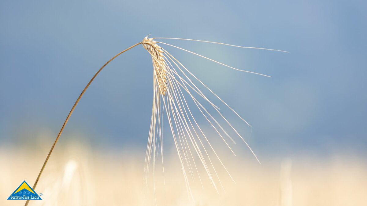 Getreideähre Fisser Imperial Gerste Anbau in Serfaus-Fiss-Ladis in Tirol | © Serfaus-Fiss-Ladis Marketing GmbH | Andreas Kirschner
