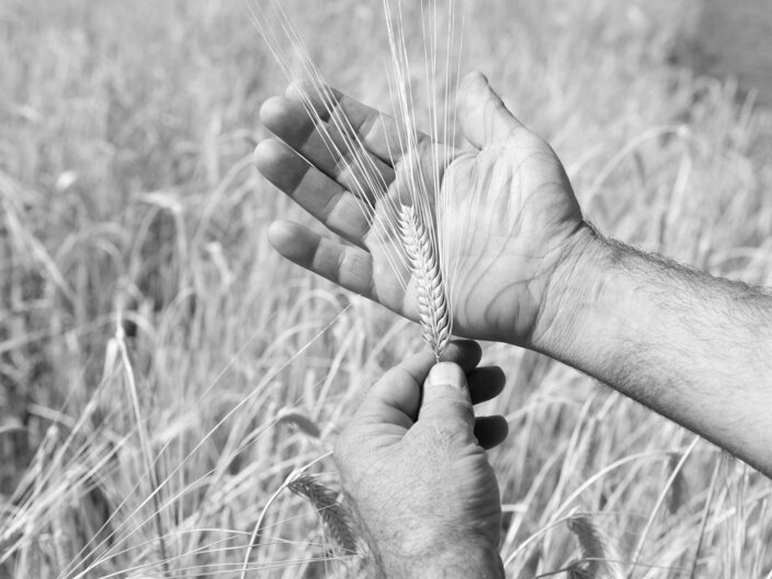 Getreidesorte aus Fiss Anbau Verkauf Infos Blogartikel Serfaus-Fiss-Ladis in Tirol | © Serfaus-Fiss-Ladis Marketing GmbH | Andreas Kirschner