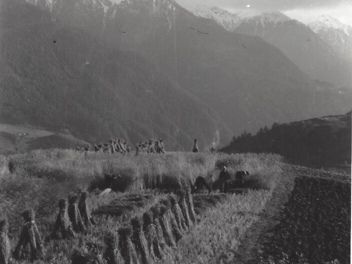 Altes Foto Getreidefeld in Fiss Anbau Fisser Imperial Gerste Familienregion Serfaus-Fiss-Ladis in Tirol | © Gemeindearchiv Fiss
