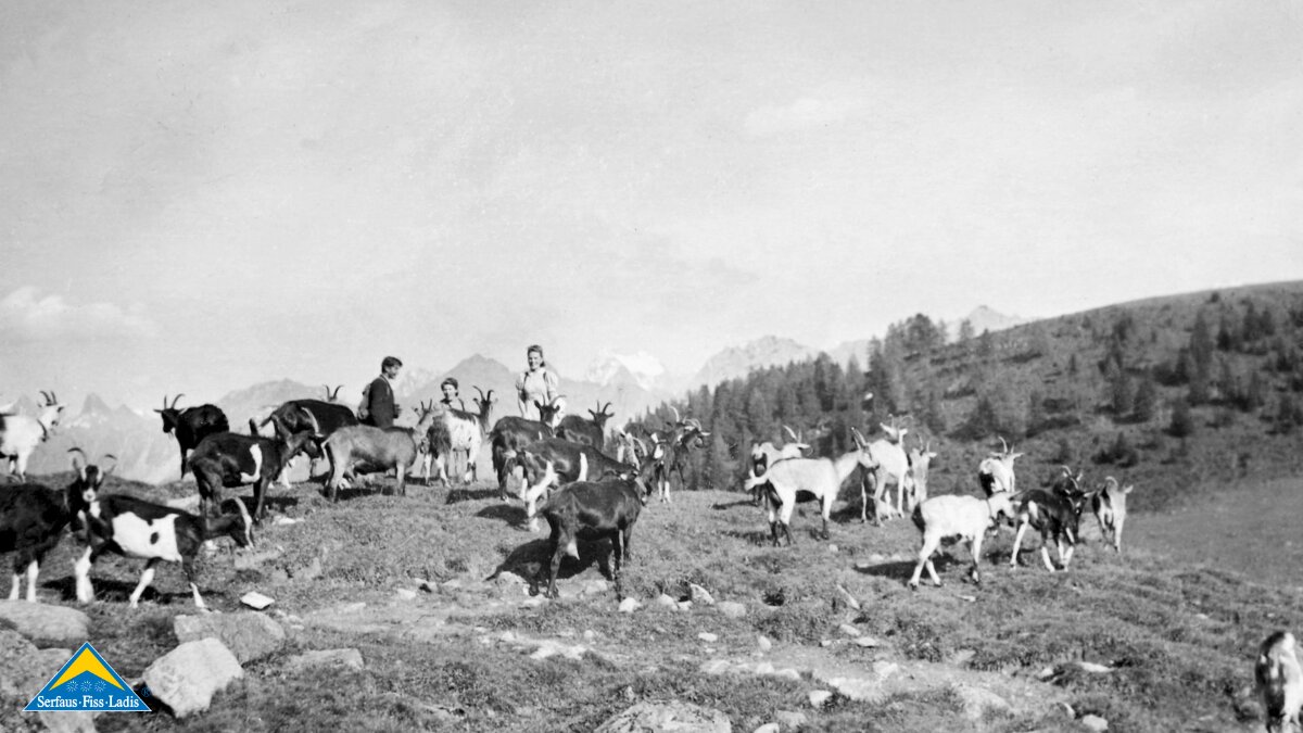 Alte Fotografie Ziegenhaltung in Serfaus-Fiss-Ladis in Tirol | © Serfaus-Fiss-Ladis Marketing GmbH