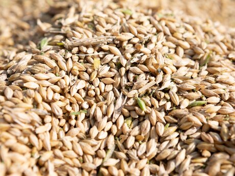 Getreidekörner hoher Eiweißgehalt Urkorn aus Fiss Fisser Imperial Gerste Famlienregion Serfaus-Fiss-Ladis in Tirol | © Serfaus-Fiss-Ladis Marketing GmbH | Andreas Kirschner