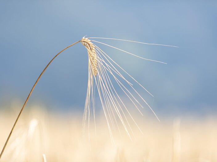 Getreideähre Fisser Imperial Gerste Anbau in Serfaus-Fiss-Ladis in Tirol | © Serfaus-Fiss-Ladis Marketing GmbH | Andreas Kirschner