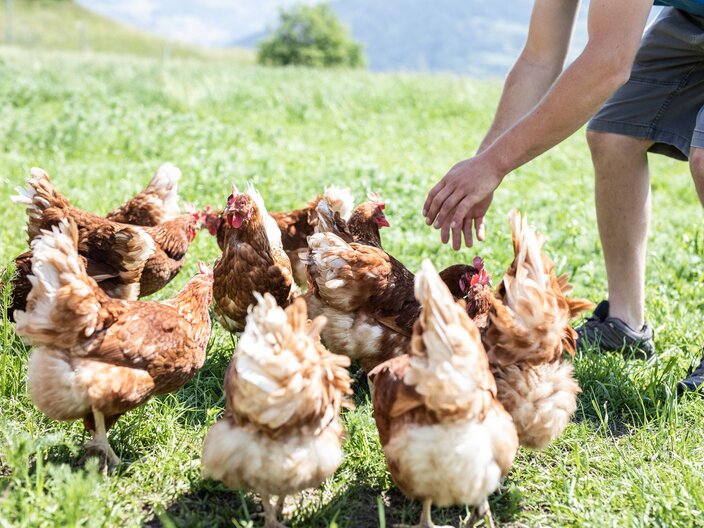 Hühner im Freien auf einer Wiese Bauern von Serfaus-Fiss-Ladis in Tirol | © Serfaus-Fiss-Ladis Marketing GmbH | Rene Raggl