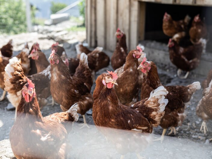 Hühner vor einem Stall Fisser Gogggala von Familie Plangger aus Fiss in Tirol | © Serfaus-Fiss-Ladis Marketing GmbH | Rene Raggl