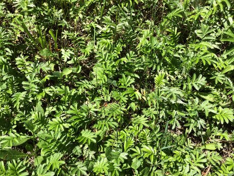 Wildwachsende Kräuter in den Wiesen der Familien Region Serfaus-Fiss-Ladis in Tirol Österreich | © Serfaus-Fiss-Ladis Marketing GmbH | Andreas Kirschner