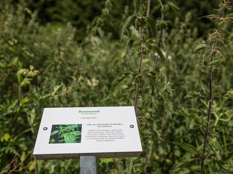 Lernt spannendes über die Wildkräuter in der Familien Wander Region Serfaus-Fiss-Ladis in Tirol Österreich | © Serfaus-Fiss-Ladis Marketing GmbH | Andreas Kirschner