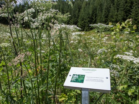 Hohe Wiesen mit vielen Kräutern in der Familien Wander Region Serfaus-Fiss-Ladis in Tirol Österreich | © Serfaus-Fiss-Ladis Marketing GmbH | Andreas Kirschner